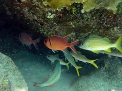Harbour Villiage Blackbar Soldierfish (8